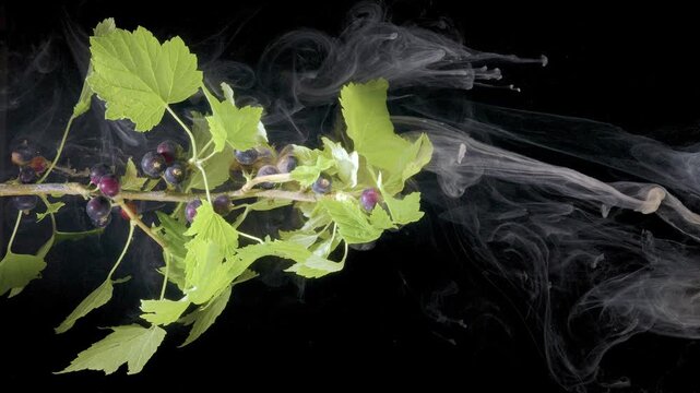 Close-up horizontal view of woody black currant branch with multiple clusters of deep purple-black berries and bright serrated chartreuse leaves set against uniform black backdrop