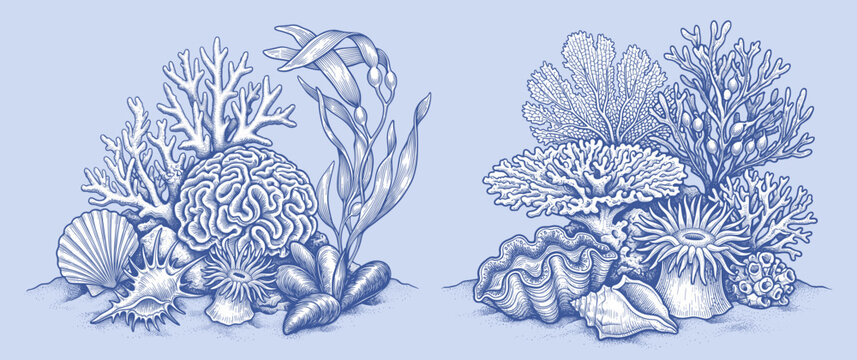 Vintage style vector illustration of coral reef and underwater sea floor compositions. Detailed engraving designs depicting marine ecosystems