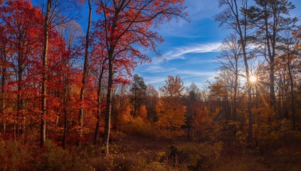 Fototapeta premium Autumn Forest Landscape with Red and Yellow Leaves at Sunset