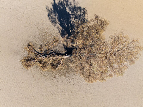 Aerial view of burnt gum trees on farmland scorched to dust