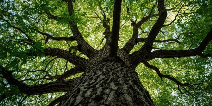 Majestic Tree Viewed from Below Surrounded by Bright Green Leaves