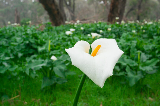 Close up of a wet arum lily amongst a foggy green forest