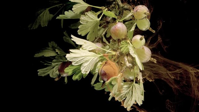 Tight diagonal macro view of gooseberry cluster showing green and pink fruit, glossy texture, serrated leaves, and visible brown pigment diffusion against dark background, with gooseberry, berry