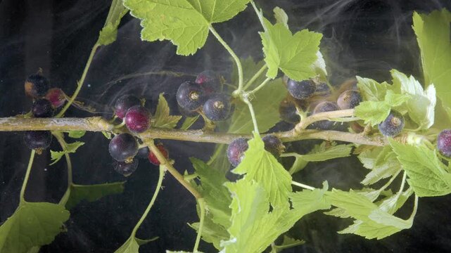 Close-up motion scene of black currant branch showing clusters of ripe and unripe berries on thin woody stems, with shifting serrated leaves, dark mottled background, natural garden detail