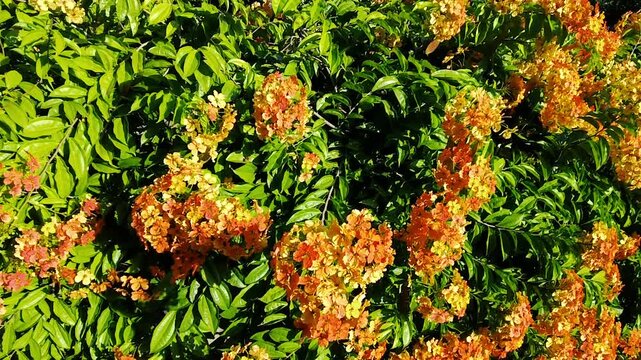 A close up of bright orange flowers blooming on a lush green bush in a garden