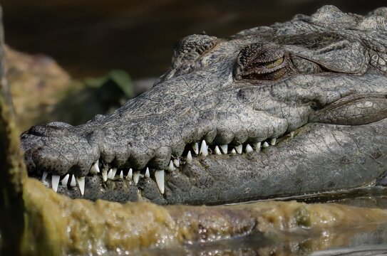 Cute Young American Crocodile Resting Sharp Teeth Eye Still Sees You 