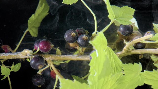 Macro close-up of horizontal woody branch carrying clustered dark currant berries at ripening stages from reddish purple to near-black, with serrated green leaves, short pedicels, glossy skin, and