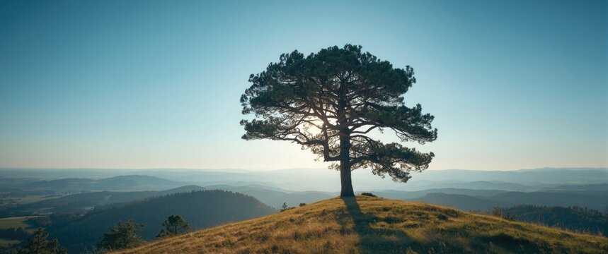 Lone Pine Tree Silhouetted Against a Scenic Mountain Landscape at Sunset