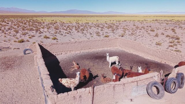 Drone aerial video of llamas in a small rural corral surrounded by desert landscape in Argentina.