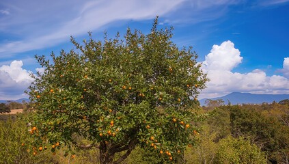 Fototapeta premium Orange Tree with Fruits Against a Blue Sky and Mountains in the Background