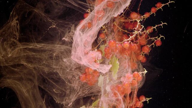 Close-up motion scene of ripe glossy red currant cluster on thin branching stems, gradually wrapped by pale pink ink plume and flowing translucent ribbons against deep black background