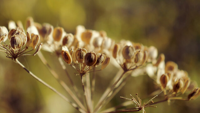 Dry hogweed seed heads close up, wild angelica seeds in autumn, dill seed head macro, herbal herbalism plant, botanical warm bokeh background