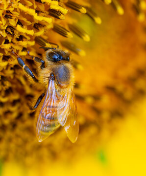 Closeup of a honeybee in the center of a sunflower