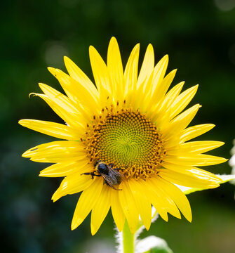 Sunflower with a bumble bee collecting pollen and nectar