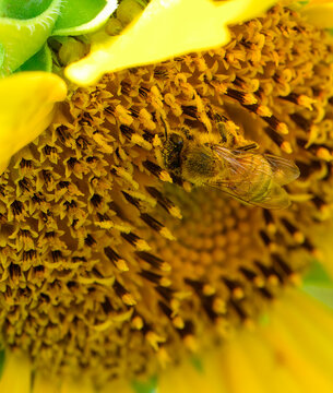 Closeup of a honeybee in the center of a sunflower