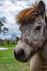 portrait of a horse © Brent Randall