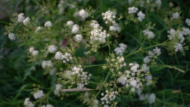 Cinematic Close-Up of Delicate White Spring Wildflowers Swaying Gently in the Breeze, Nature Background with Soft Bokeh.