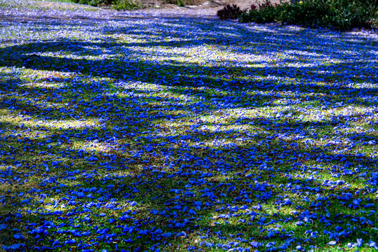 Jacaranda Tree Flowers on Grass