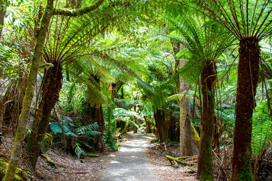 Mount Field National Park - Tasmania
