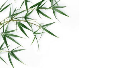 Naklejka premium Bamboo leaves arranged on a white background