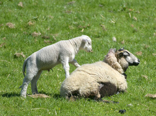 Fototapeta premium Lambs and sheep in Mickleden Valley beneath Langdale Pikes in Lake District