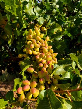 Ramas de pistachero repletas de drupas maduras