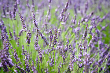 Fototapeta premium Blooming lavender flowers in a field with soft natural light. Purple floral background. Selective focus.