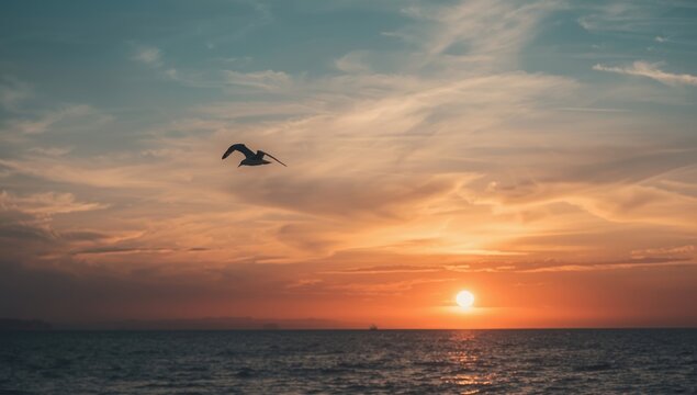 Solitary seagull flying over an ocean sunset with varied sky hues
