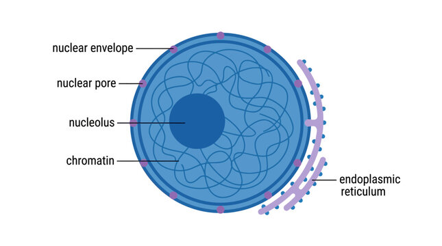 Cell Nucleus Anatomy Diagram: Nucleolus, Chromatin, Nuclear Envelope, Pores, ER