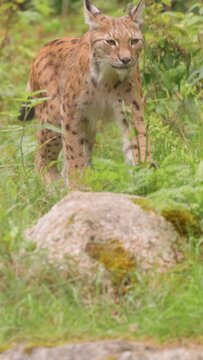 Vertical video Eurasian lynx. Alert Eurasian lynx moving through grassy vegetation.