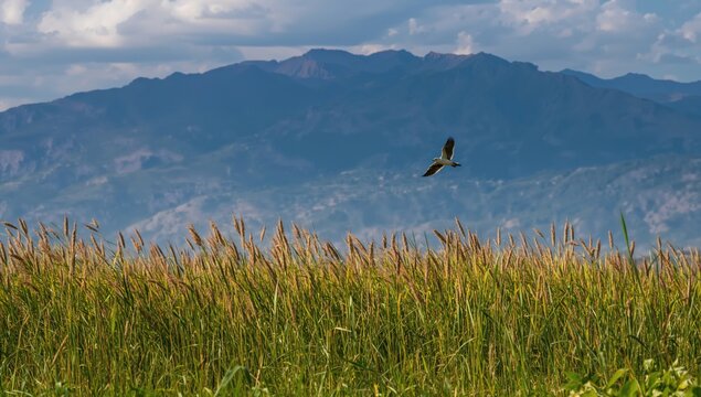 Bird Flying over Tall Grass with Mountain Range in Background Under a Blue Sky