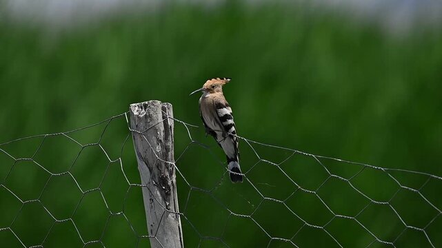 A Eurasian Hoopoe (Upupa epops) perched on a garden fence at Lake Er&ccedil;ek in Van.