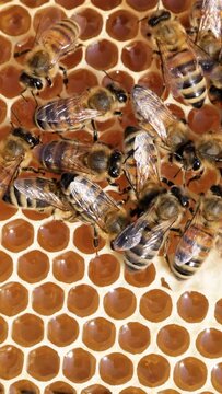 Honey Bees working on honeycomb close-up shot. Vertical video.