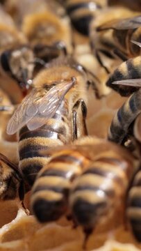 Honey Bees working on honeycomb close-up shot. Vertical video.