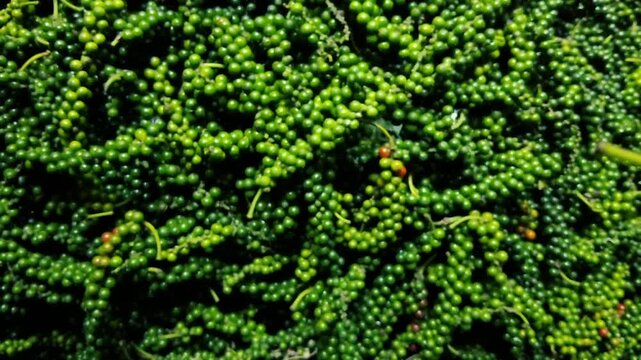 A close up top-down view of a large pile of fresh green peppercorns on stems
