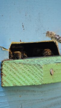 Vertical video Honey bees fly near a beehive.