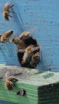 Vertical video Honey bees fly near a beehive.