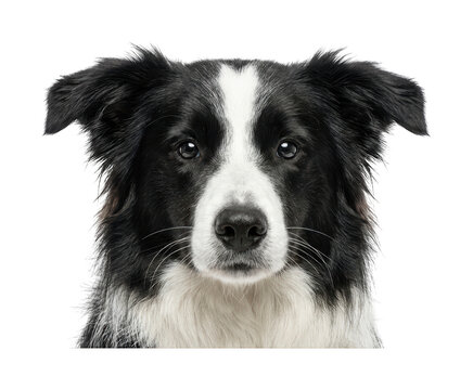 Fluffy border collie design Attentive border collie theme Loyal border collie portrait Wallpaper Background image