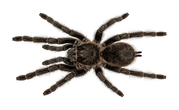 Hairy tarantula theme Brown spider design Giant arachnid theme Macro tarantula design Wallpaper Background image