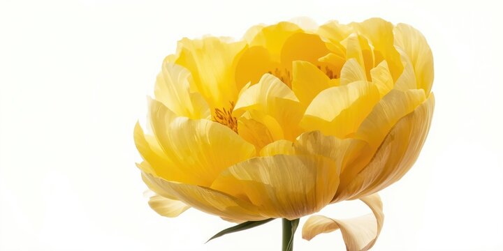 Yellow peony flower against a white background
