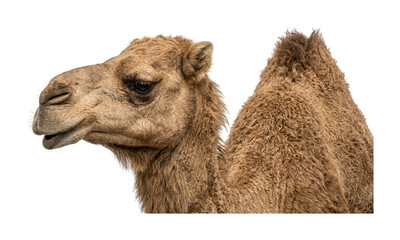 Majestic camel design furry dromedary theme isolated camel design portrait dromedary theme Wallpaper Background image © maruf