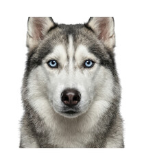 Portrait husky theme Professional husky design Alert husky theme Majestic husky design Wallpaper Background image © maruf