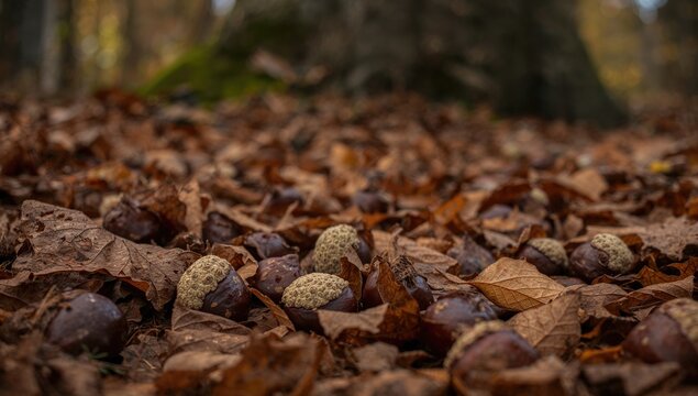 Chestnuts and Acorns Among Fallen Leaves in a Forest Clearing in Autumn Light
