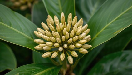 Obraz premium Closeup of Flower Bud Cluster Surrounded by Green Leaves in Natural Setting