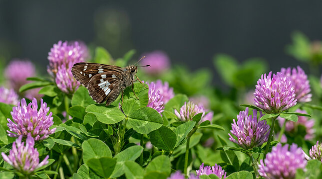Small brown skipper butterfly resting on a bright pink clover flower