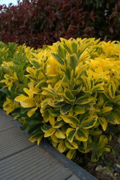 Euonymus fortunei a shrub with bright yellow leaves.