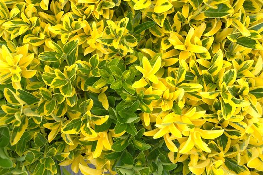 A background of dense, bright foliage of Euonymus fortunei