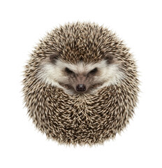 Adorable hedgehog theme Curled hedgehog design Spiky hedgehog theme African hedgehog Wallpaper Background image © maruf