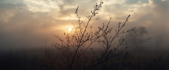 Fototapeta premium Silhouette of Branches Against a Foggy Sunrise in a Pastel Sky