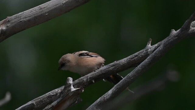 Large numbers of Bearded Reedlings (Panurus biarmicus) are found in the wetlands of Lake Er&ccedil;ek in Van.